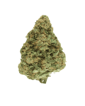 Dutch Treat Cannabis bud