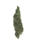 Orignal Haze High CBD Sativa dominant Cannabis strain