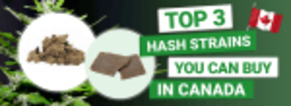 Top 3 Hash in Canada