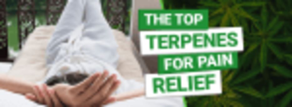 Best Terpenes for Pain Relief