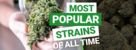 Most Popular Cannabis Strains