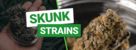 What are Skunk Strains