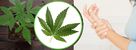 Cannabis and Lupus