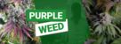 Purple Weed