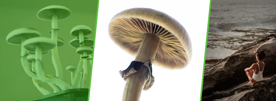 The History of Magic Mushrooms - Past, Present & Future | MMJDirect