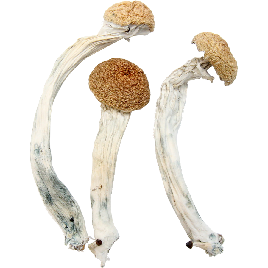 Hillbilly Cubensis Psilocybin Magic Mushrooms Mmjdirect