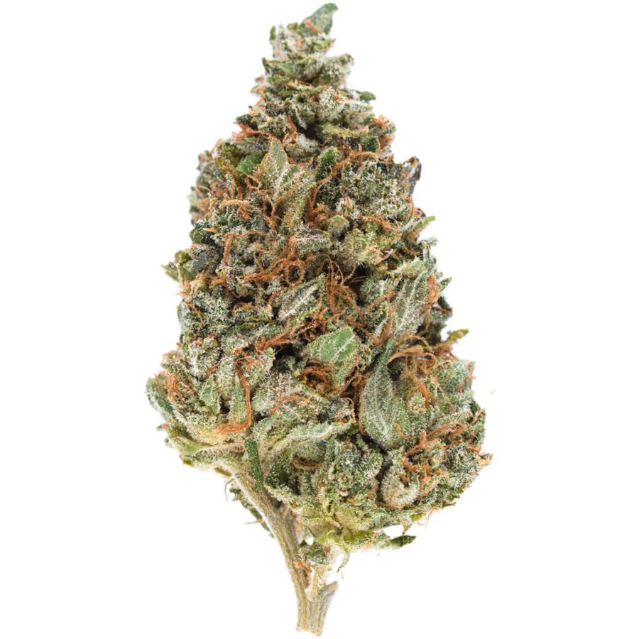 Pine Tar Kush: Woody Flavour, Sticky Feeling, Indica Effects | MMJDirect