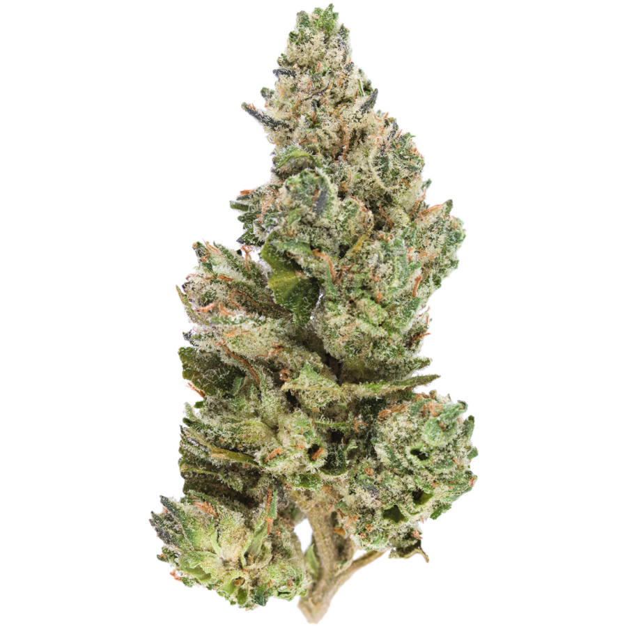 Purple Papaya: Cerebral And Healing Effects | MMJDirect